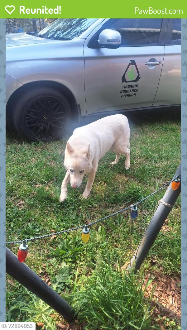 Reunited Male Dog last seen Neighborhood 32 bluffside Dr Greenville, Greenville, SC 29611