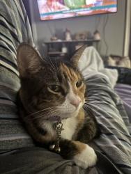 Lost Female Cat last seen Near Liam Ln, Spotsylvania, VA, Spotsylvania Courthouse, VA 22551