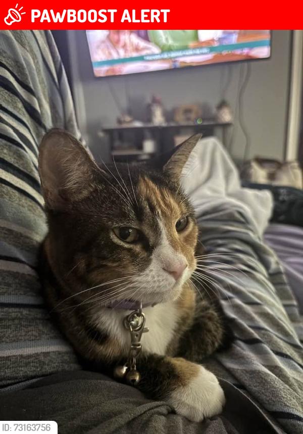 Lost Female Cat last seen Near Liam Ln, Spotsylvania, VA, Spotsylvania Courthouse, VA 22551