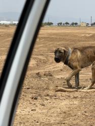 Found/Stray Male Dog last seen Near st e and e avenue o, Palmdale, CA 93550