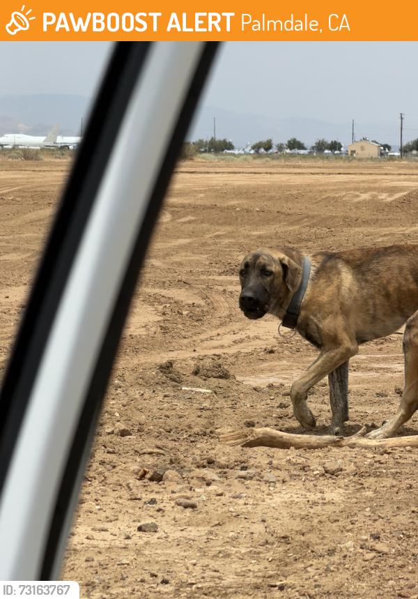 Found/Stray Male Dog last seen Near st e and e avenue o, Palmdale, CA 93550