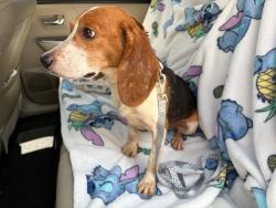 Lost Female Dog last seen Across from Ingles, last seen in woods between s and neighborhood., Lawrenceville, GA 30046