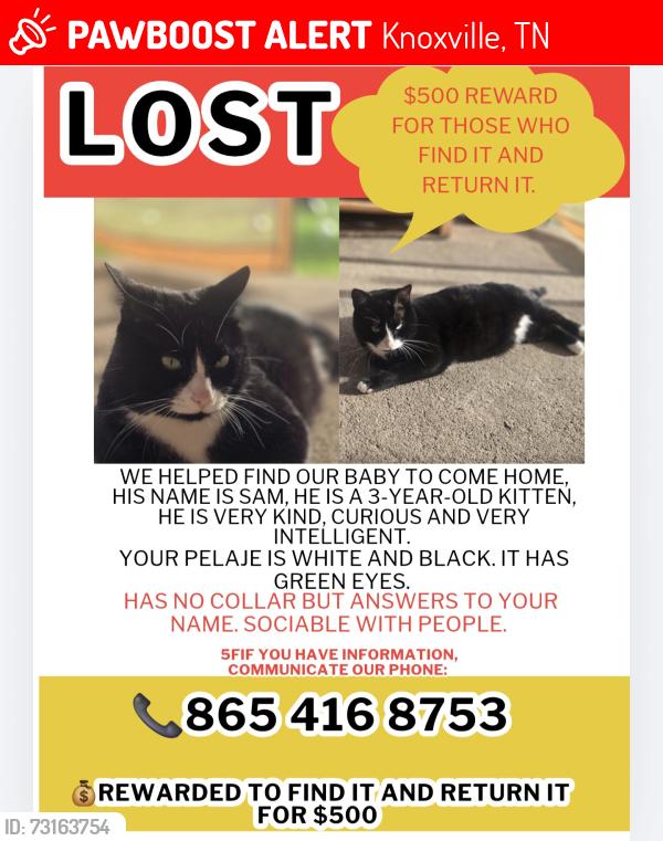 Lost Male Cat last seen Daystar, Knoxville, TN 37918