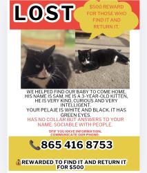 Lost Male Cat last seen Daystar, Knoxville, TN 37918