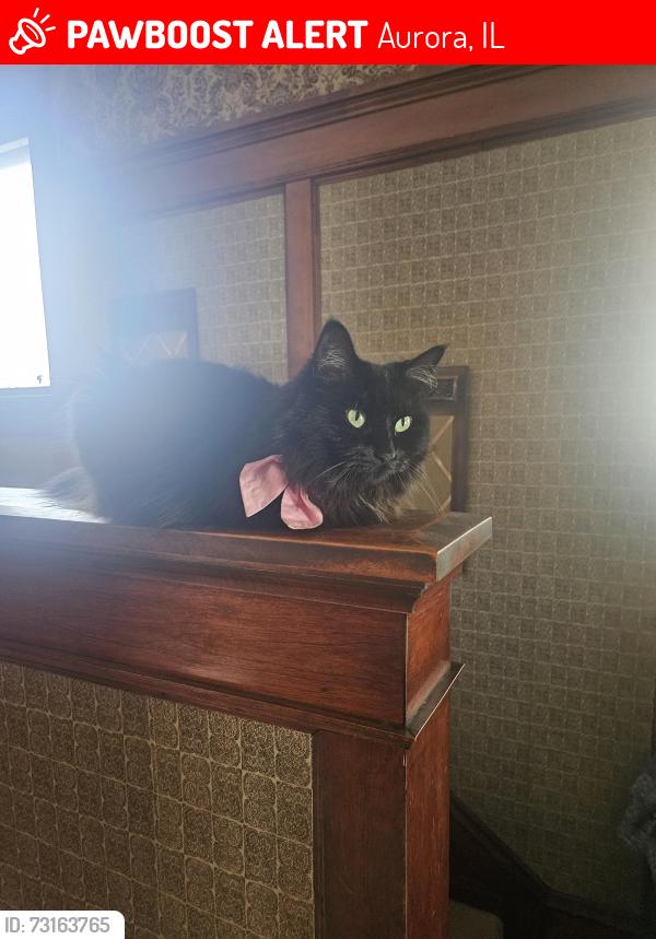 Lost Female Cat last seen East side of Aurora, Aurora, IL 60505