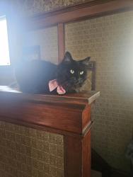 Lost Female Cat last seen East side of Aurora, Aurora, IL 60505