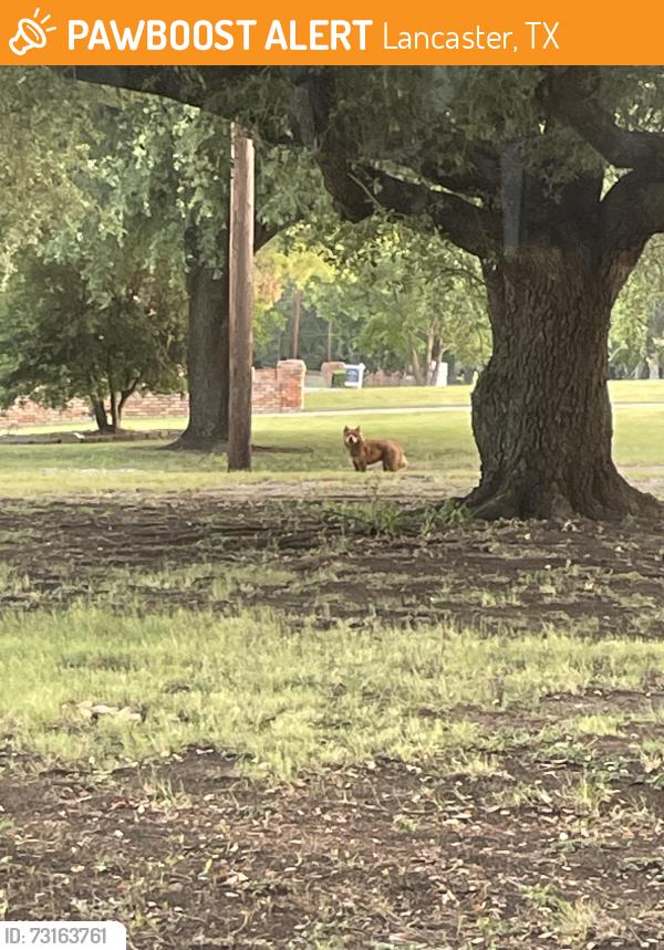 Found/Stray Unknown Dog last seen halfway between Parkerville and Bear Creek, Lancaster, TX 75146