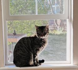 Reunited Male Cat last seen S Quemoy way and E Peakview Dr, Aurora, CO 80016