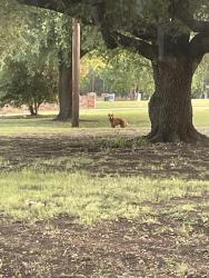 Found/Stray Unknown Dog last seen halfway between Parkerville and Bear Creek, Lancaster, TX 75146