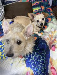 Lost Female Dog last seen On Collins between Vineyard and Cortez, El Rio, CA 93036