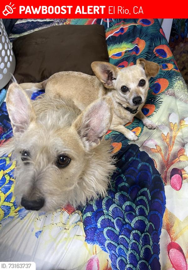Lost Female Dog last seen On Collins between Vineyard and Cortez, El Rio, CA 93036