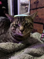 Lost Male Cat last seen Baseline and 205th, Aloha, OR 97007