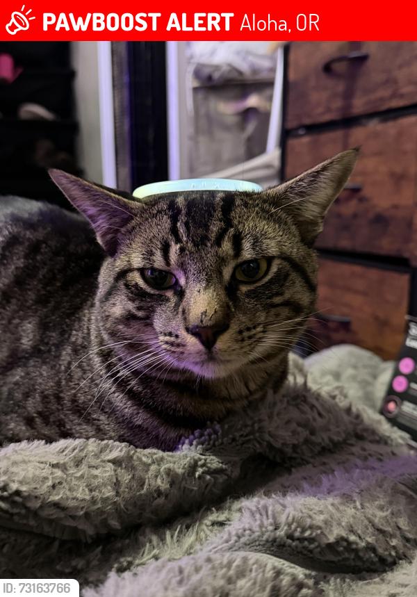 Lost Male Cat last seen Baseline and 205th, Aloha, OR 97007