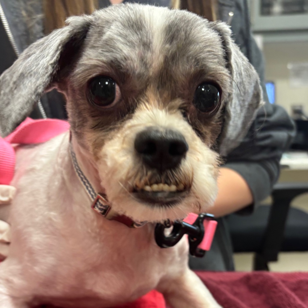 Shelter Stray Male Dog last seen , 8464 Beach Blvd, Jacksonville, FL 32216, USA