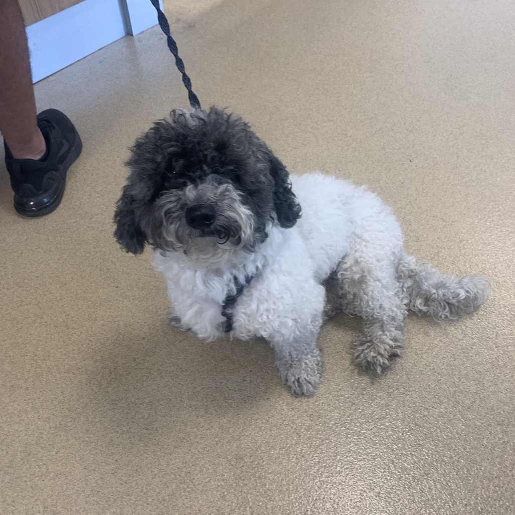 Shelter Stray Male Dog last seen , 3200 N Military Trl, West Palm Beach, FL 33409, USA