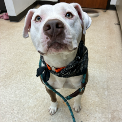 Shelter Stray Male Dog last seen , 4900 Milgen Rd, Columbus, GA 31907, USA