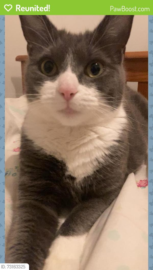 Reunited Female Cat last seen Fish n Chicken, Hutton, Hutton, England CM13 1BH