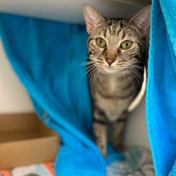 Shelter Stray Female Cat last seen , Animal Care & Control Team of Philly, 111 W Hunting Park Ave, Philadelphia, PA 19140, USA
