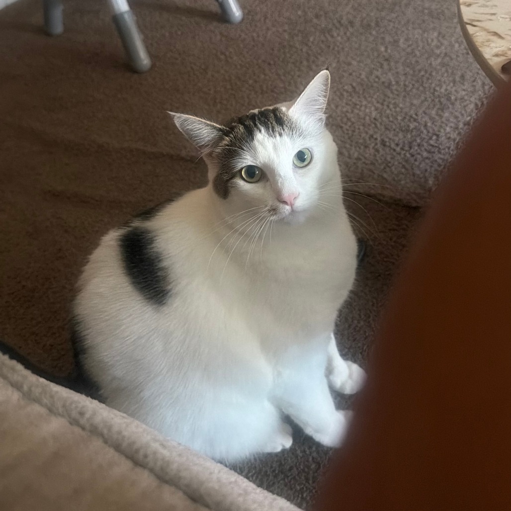 Shelter Stray Female Cat last seen , Animal Care & Control Team of Philly, 111 W Hunting Park Ave, Philadelphia, PA 19140, USA