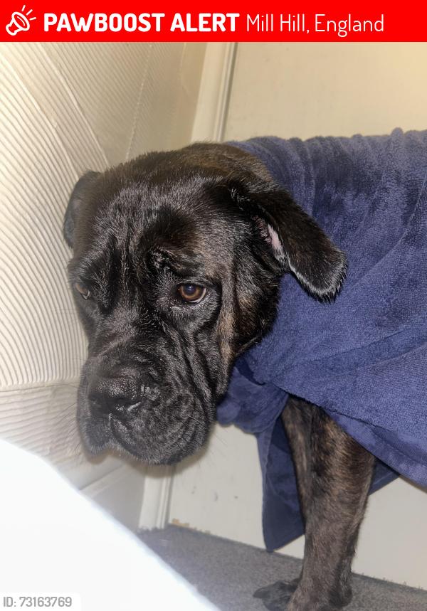 Lost Female Dog last seen Spar, Mill Hill, England 
