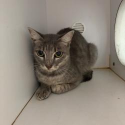 Shelter Stray Female Cat last seen , 141 Canna Ln, Lake Jackson, TX 77566, USA