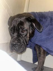 Lost Female Dog last seen Spar, Mill Hill, England 