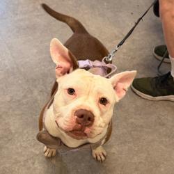Shelter Stray Female Dog last seen , Animal Care & Control Team of Philly, 111 W Hunting Park Ave, Philadelphia, PA 19140, USA