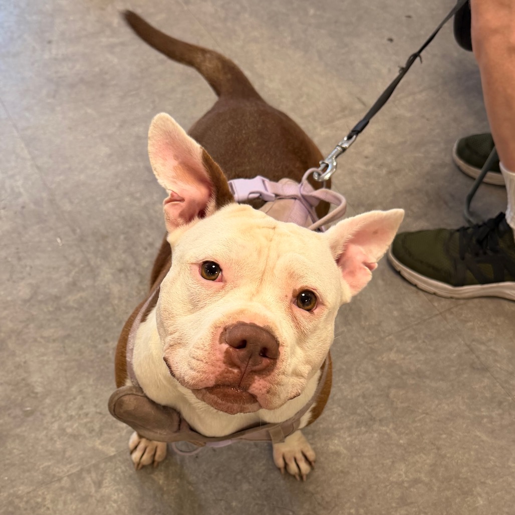 Shelter Stray Female Dog last seen , Animal Care & Control Team of Philly, 111 W Hunting Park Ave, Philadelphia, PA 19140, USA