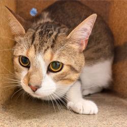 Shelter Stray Unknown Cat last seen , Animal Care & Control Team of Philly, 111 W Hunting Park Ave, Philadelphia, PA 19140, USA