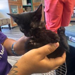 Shelter Stray Male Cat last seen , 141 Canna Ln, Lake Jackson, TX 77566, USA