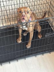 Found/Stray Female Dog last seen Station road se, Washington, DC 20020
