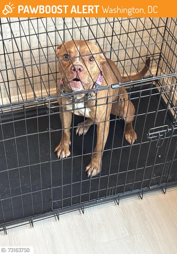 Found/Stray Female Dog last seen Station road se, Washington, DC 20020