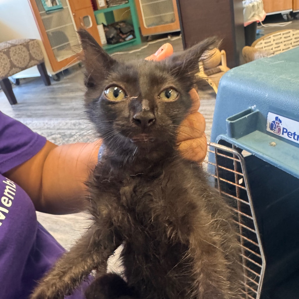 Shelter Stray Male Cat last seen , 141 Canna Ln, Lake Jackson, TX 77566, USA