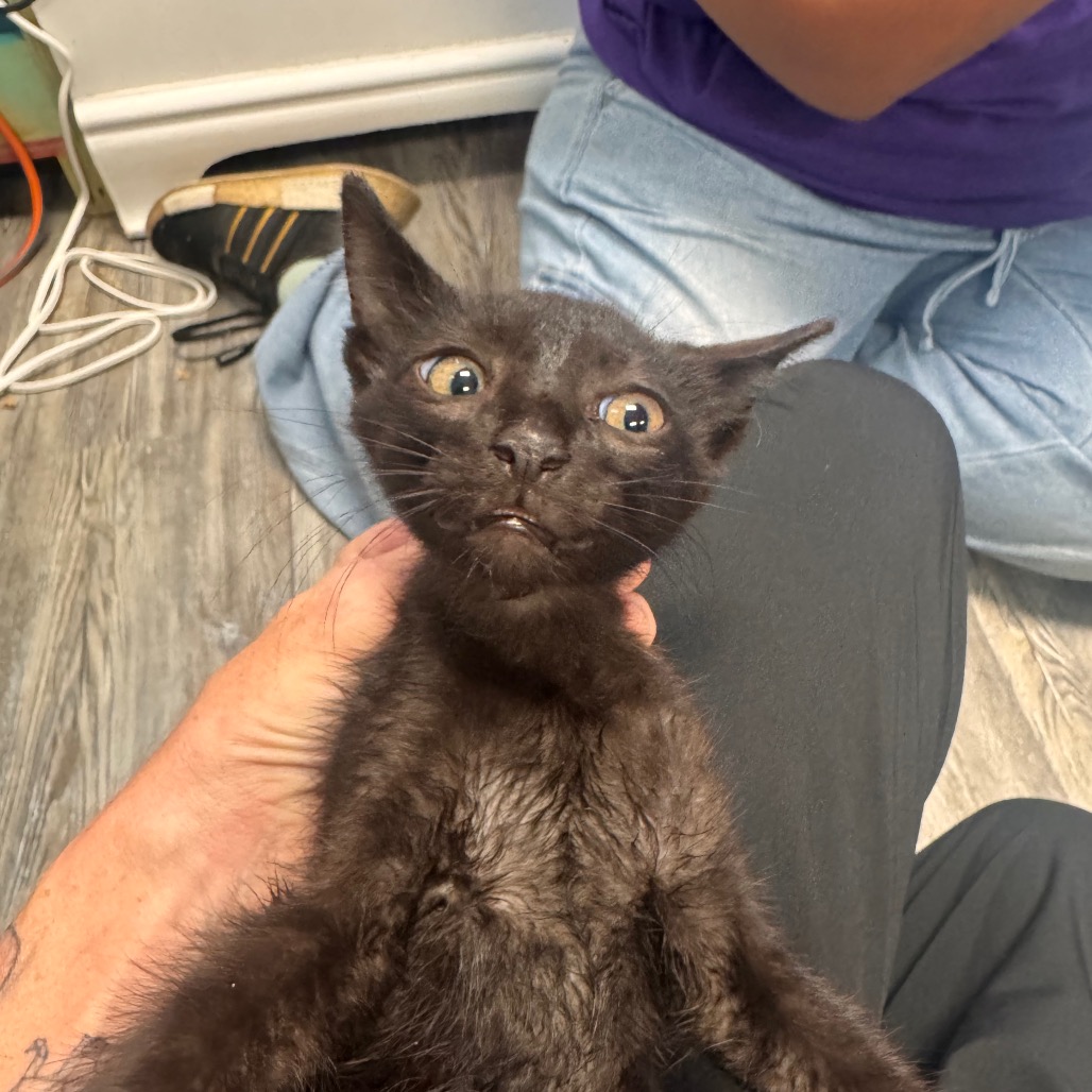 Shelter Stray Male Cat last seen , 141 Canna Ln, Lake Jackson, TX 77566, USA