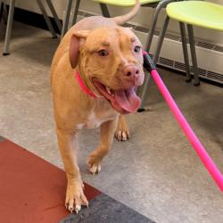 Shelter Stray Female Dog last seen , Animal Care & Control Team of Philly, 111 W Hunting Park Ave, Philadelphia, PA 19140, USA
