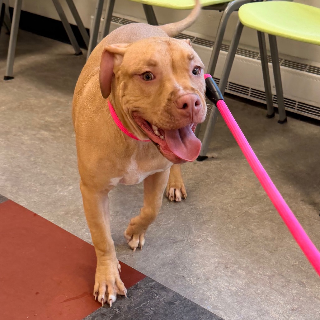 Shelter Stray Female Dog last seen , Animal Care & Control Team of Philly, 111 W Hunting Park Ave, Philadelphia, PA 19140, USA