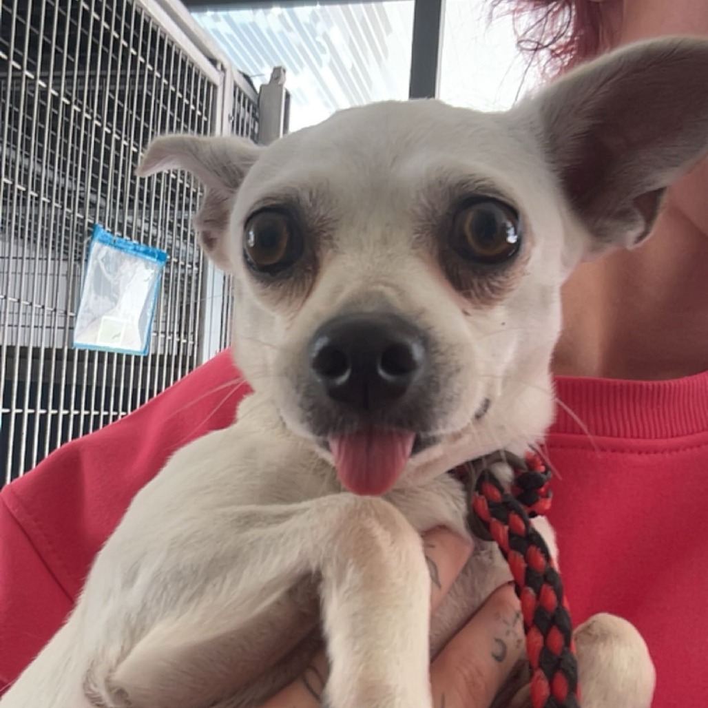 Shelter Stray Female Dog last seen , 328 Furman Hall Rd, Greenville, SC 29609, USA