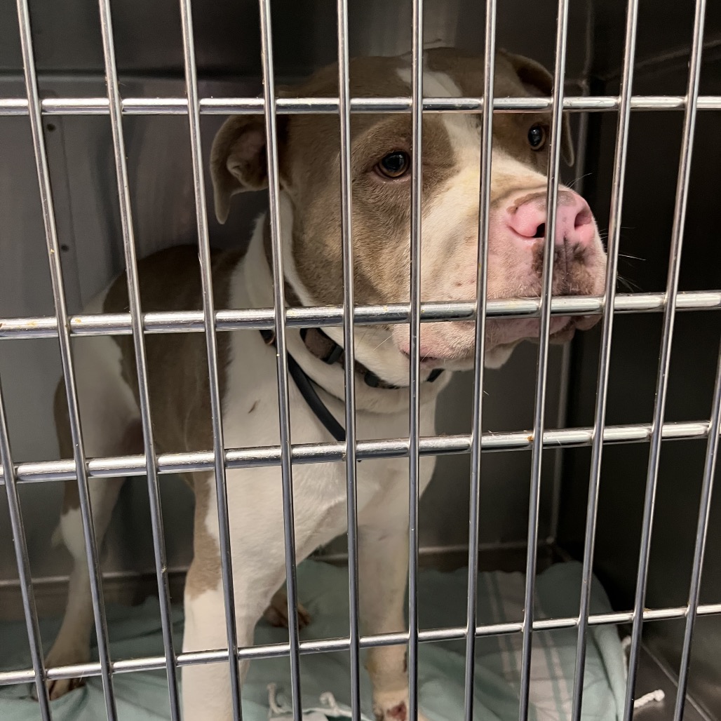 Shelter Stray Male Dog last seen , 980 Guilford College Rd, Greensboro, NC 27409, USA