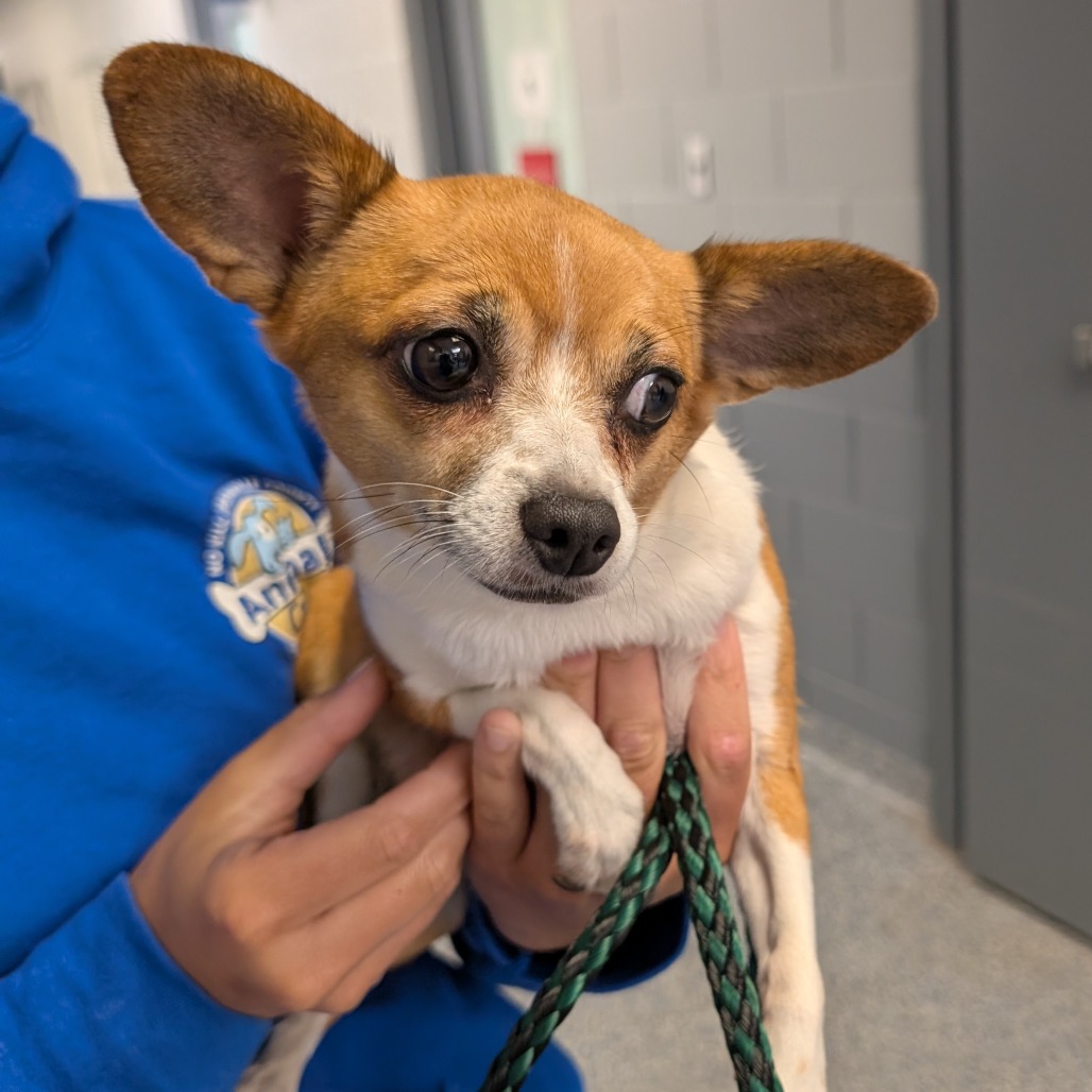 Shelter Stray Female Dog last seen , 328 Furman Hall Rd, Greenville, SC 29609, USA