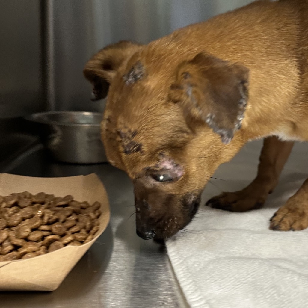 Shelter Stray Unknown Dog last seen , 980 Guilford College Rd, Greensboro, NC 27409, USA