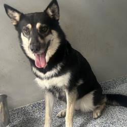 Shelter Stray Female Dog last seen , 328 Furman Hall Rd, Greenville, SC 29609, USA