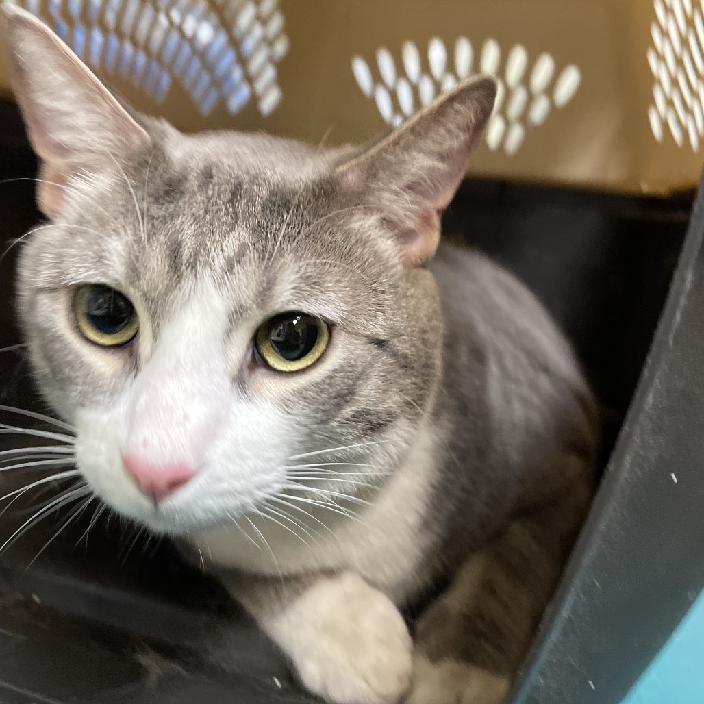 Shelter Stray Male Cat last seen , 361 S Raymond Ave, Pasadena, CA 91105, USA