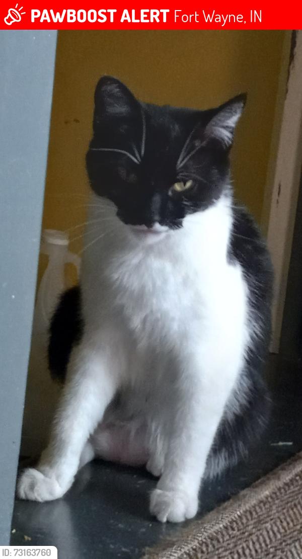 Lost Female Cat last seen Parnell ave and Kentucky, Fort Wayne, IN 46805