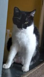 Lost Female Cat last seen Parnell ave and Kentucky, Fort Wayne, IN 46805