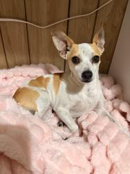 Found/Stray Unknown Dog last seen Gage & central, Florence-Graham, CA 90001