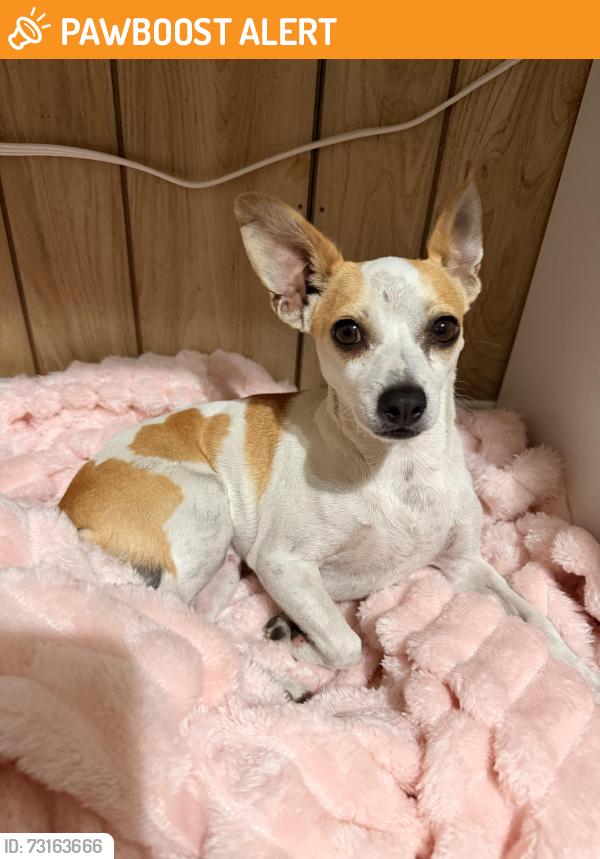 Found/Stray Unknown Dog last seen Gage & central, Florence-Graham, CA 90001
