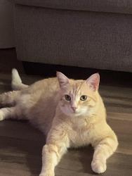 Lost Male Cat last seen Trophy, La Mesa, CA 91941