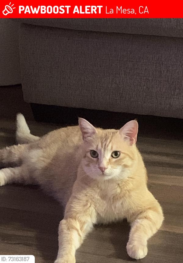 Lost Male Cat last seen Trophy, La Mesa, CA 91941