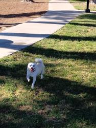 Lost Male Dog last seen Sunset Park in the park, Las Vegas Valley, NV 89120