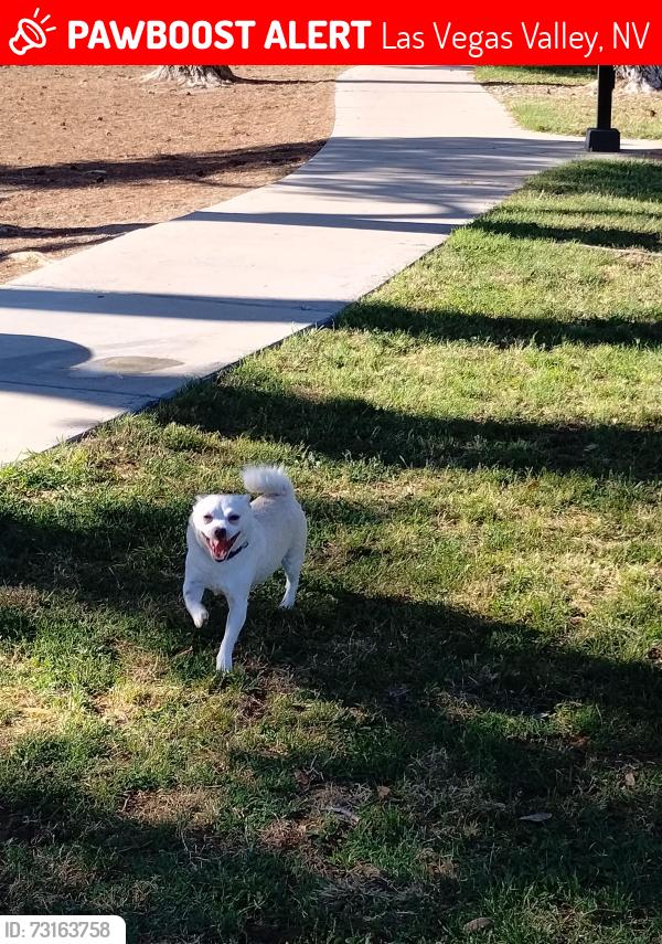 Lost Male Dog last seen Sunset Park in the park, Las Vegas Valley, NV 89120